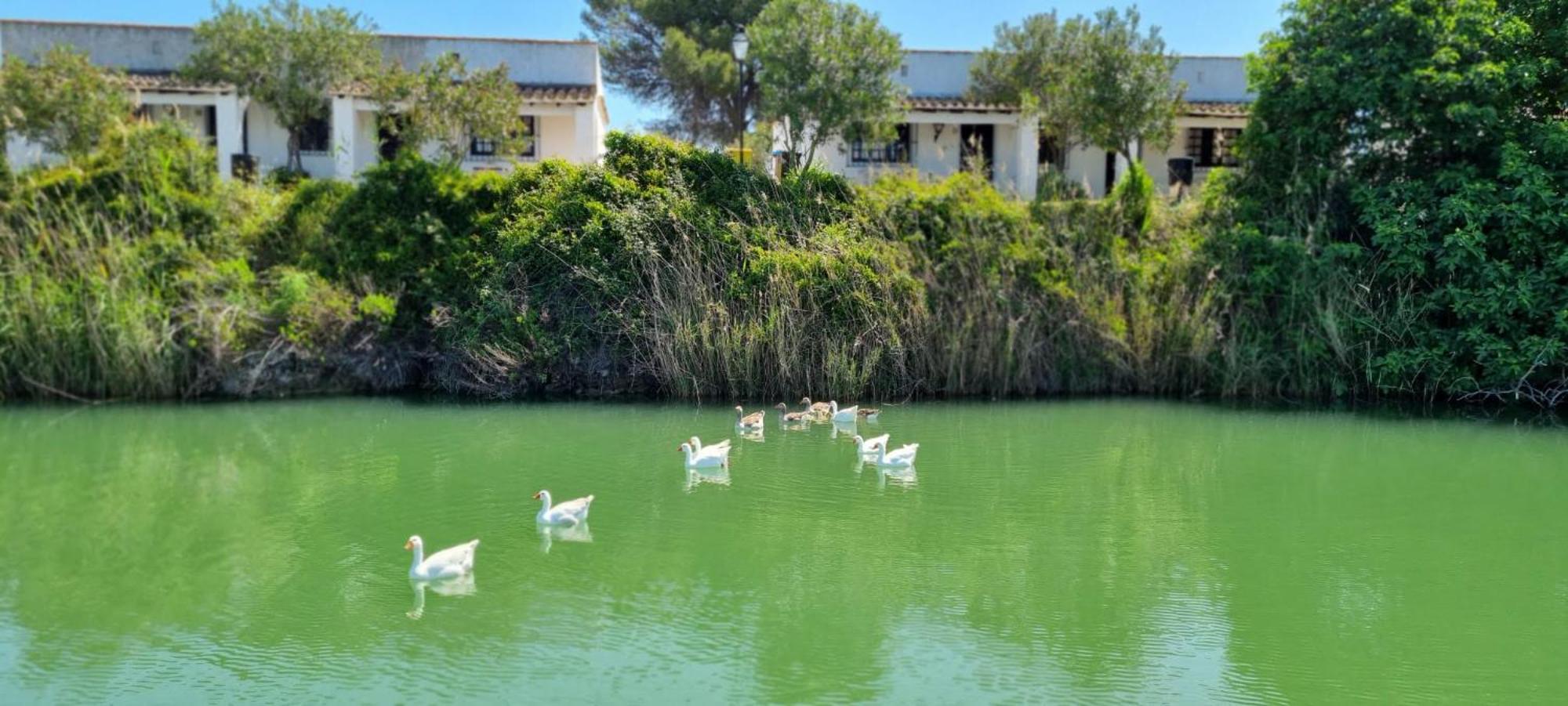 Studio Andalou , Campagne , Chevaux , Piscine Commune Apartman Arcos de la Frontera Kültér fotó